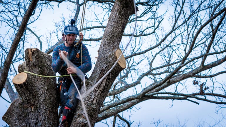 How to Spot a Dangerous Tree Before It Becomes a Problem