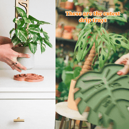 Image for Tera™ Sausr™ - Leaf-shaped Pot Saucer - Drip tray for houseplants 
